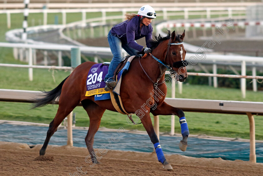 Desert-Dawn-0001 
 DESERT DAWN training for The Breeders' Cup Distaff
Santa Anita USA, 31 October 2023 - Pic Steven Cargill / Racingfotos.com