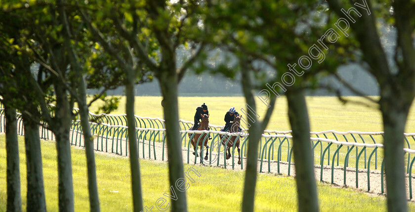 Bryony-Frost-0006 
 Richard Hills with Bryony Frost preparing arabian horses for the DIAR at Newbury
Newmarket 28 Jun 2019 - Pic Steven Cargill / Racingfotos.com