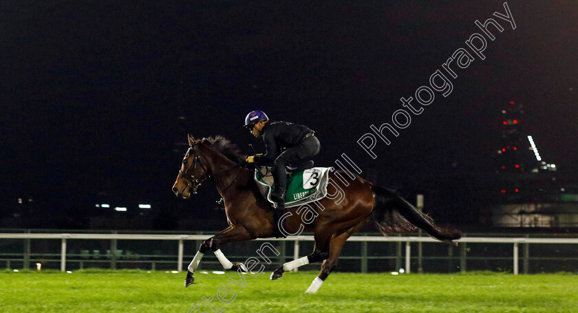 Liberty-Island-0003 
 LIBERTY ISLAND training for The Sheema Classic
Meydan Dubai 27 Mar 2024 - Pic Steven Cargill / Racingfotos.com