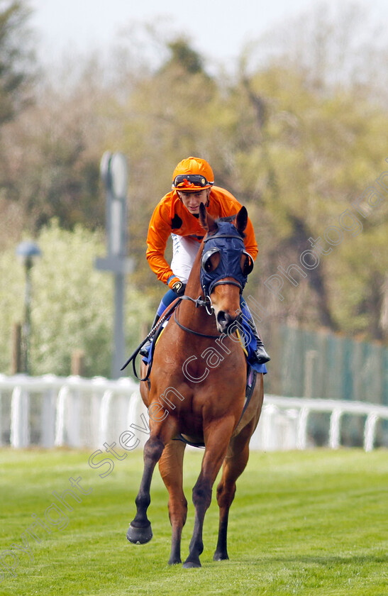 Angle-Land-0001 
 ANGLE LAND (Benoit de la Sayette)
Epsom 25 Apr 2023 - Pic Steven Cargill / Racingfotos.com