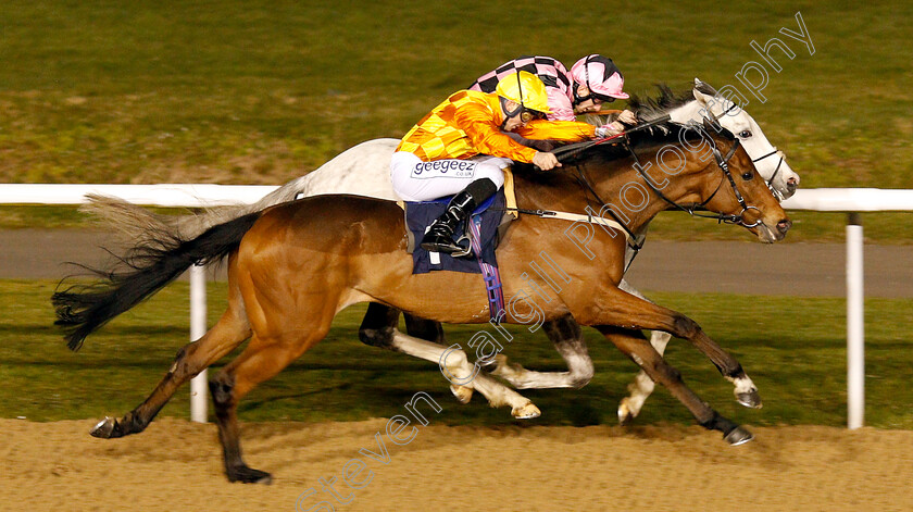 Flaming-Marvel-0005 
 FLAMING MARVEL (nearside, David Probert) beats ULSTER (farside) in The Betway Live Casino Handicap
Wolverhampton 26 Feb 2019 - Pic Steven Cargill / Racingfotos.com