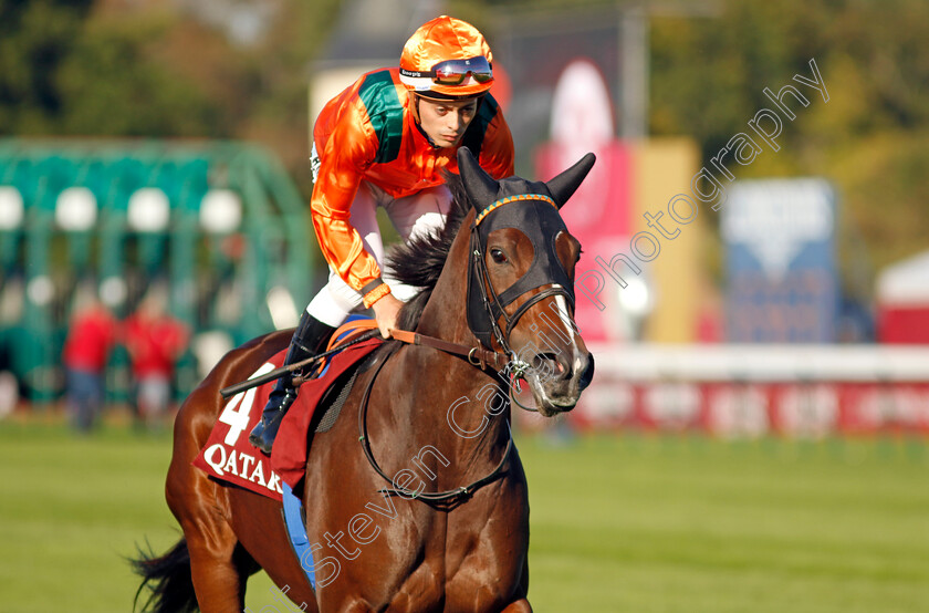 War-Of-Dance-0001 
 WAR OF DANCE (RN Valle)
Longchamp 5 Oct 2034 - Pic Steven Cargill / Racingfotos.com