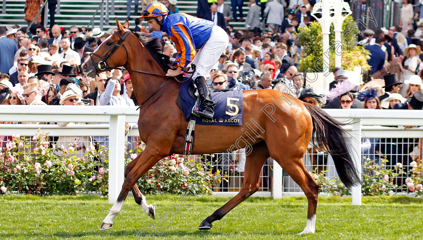 Opera-Singer-0001 
 OPERA SINGER (Ryan Moore)
Royal Ascot 21 Jun 2024 - Pic Steven Cargill / Racingfotos.com