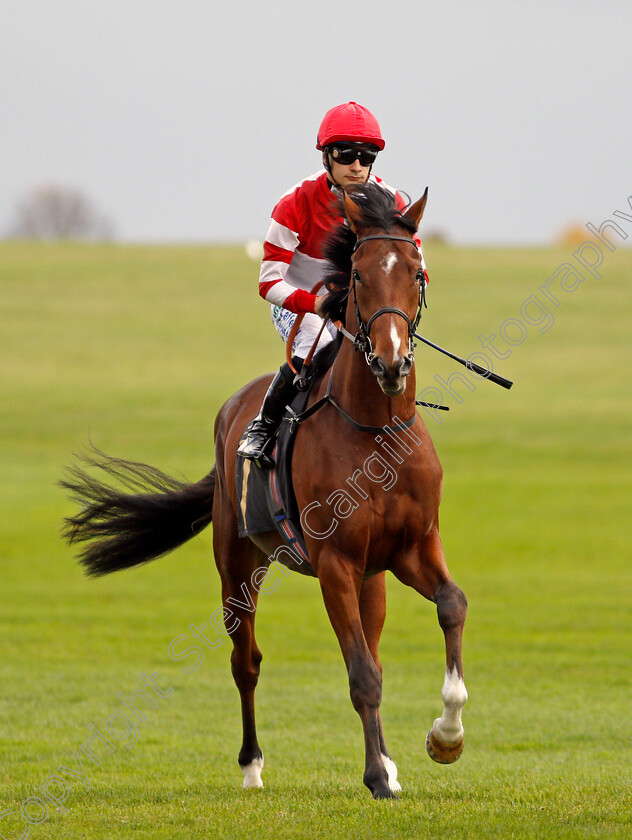 Haku-0001 
 HAKU (Stefano Cherchi)
Newmarket 29 Oct 2021 - Pic Steven Cargill / Racingfotos.com