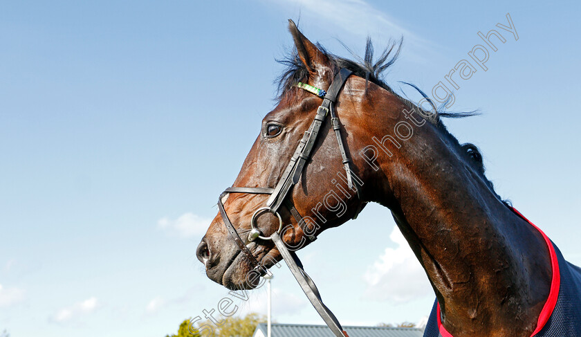 Midnights-Legacy-0011 
 MIDNIGHTS LEGACY after The Download The Star Sports App Now EBF Novice Stakes
Bath 16 Oct 2019 - Pic Steven Cargill / Racingfotos.com