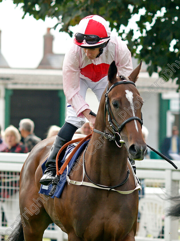 Tippy-Toes-0001 
 TIPPY TOES (Ryan Moore)
Yarmouth 16 Sep 2021 - Pic Steven Cargill / Racingfotos.com