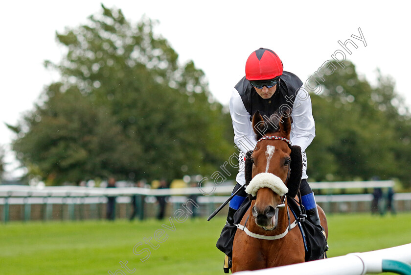 Harbour-Wind-0001 
 HARBOUR WIND (Chris Hayes)
Newmarket 26 Sep 2024 - pic Steven Cargill / Racingfotos.com