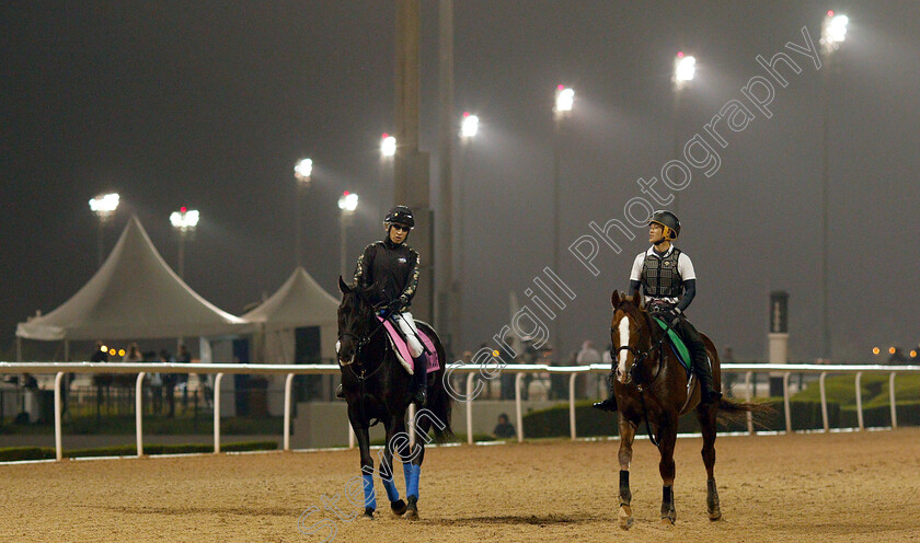 Derma-Louvre-and-Suave-Richard-0001 
 DERMA LOUVRE (left) training for The UAE Derby and SUAVE RICHARD (right) training for The Dubai Sheema Classic
Meydan 28 Mar 2019 - Pic Steven Cargill / Racingfotos.com