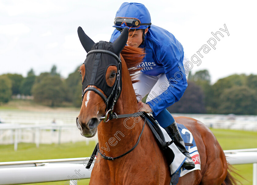 Jalmoud-0001 
 JALMOUD (William Buick)
York 21 Aug 2019 - Pic Steven Cargill / Racingfotos.com