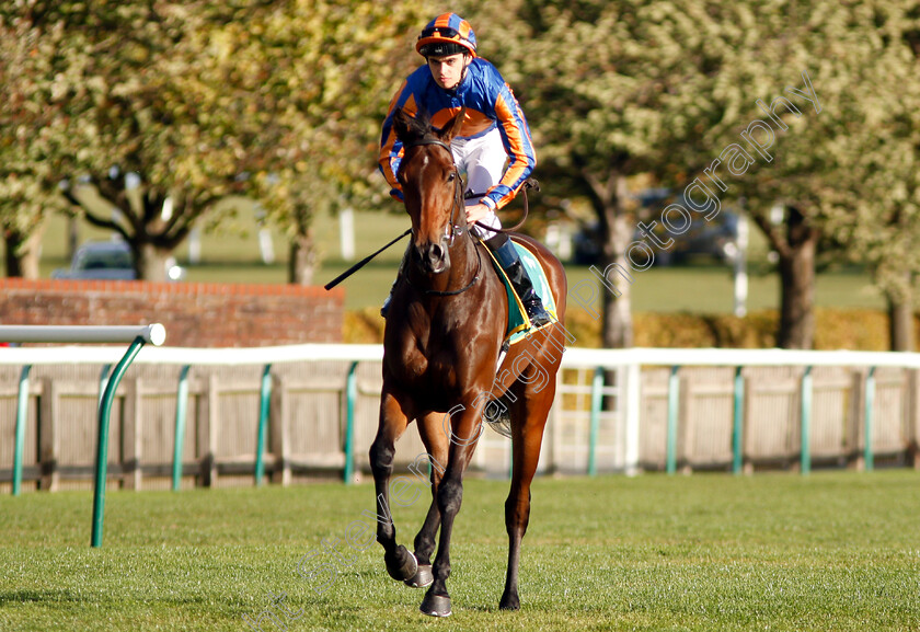 Hermosa-0001 
 HERMOSA (Donnacha O'Brien)
Newmarket 12 Oct 2018 - Pic Steven Cargill / Racingfotos.com