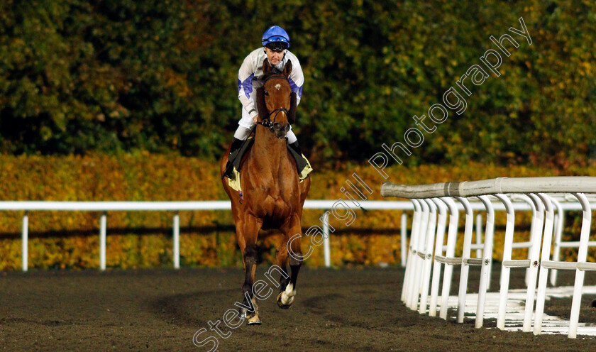 Protected-Guest-0001 
 PROTECTED GUEST (Tom Queally)
Kempton 10 Nov 2021 - Pic Steven Cargill / Racingfotos.com