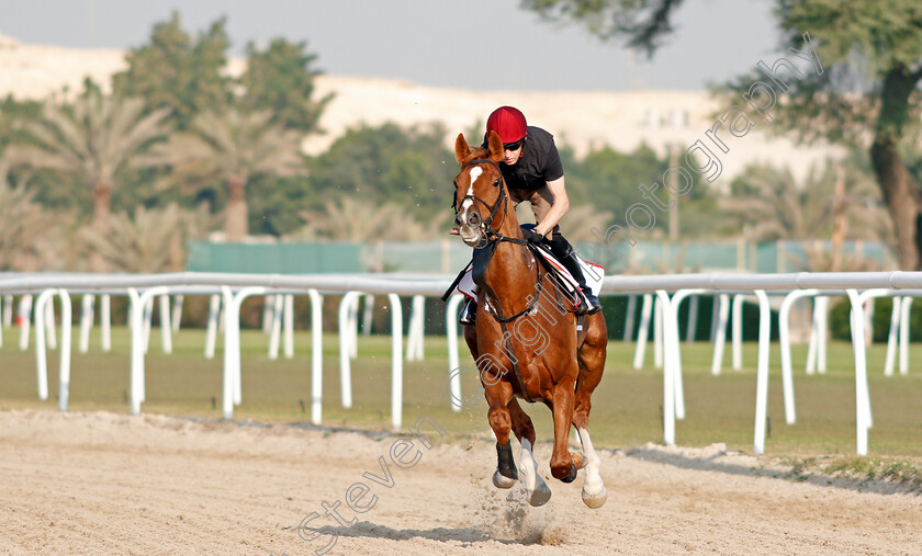 Sovereign-0002 
 SOVEREIGN training for the Bahrain International Trophy
Rashid Equestrian & Horseracing Club, Bahrain, 19 Nov 2020 - Pic Steven Cargill / Racingfotos.com