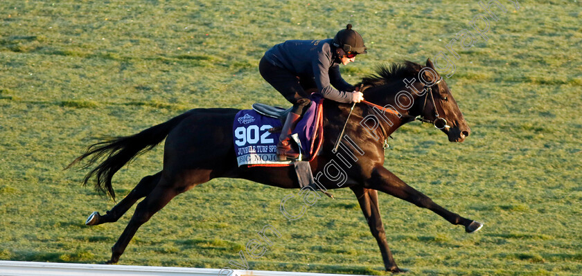 Big-Mojo-0002 
 BiG MOJO (Tom Marquand) training for the Breeders' Cup Juvenile Turf Sprint
Del Mar USA 30 Oct 2024 - Pic Steven Cargill / Racingfotos.com