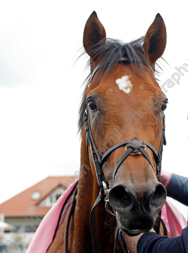 San-Antonio-0007 
 SAN ANTONIO winner of The Boodles Dee Stakes
Chester 11 May 2023 - Pic Steven Cargill / Racingfotos.com