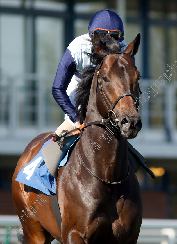 Bowerman-0001 
 BOWERMAN (Andrea Atzeni)
Nottingham 10 Apr 2019 - Pic Steven Cargill / Racingfotos.com