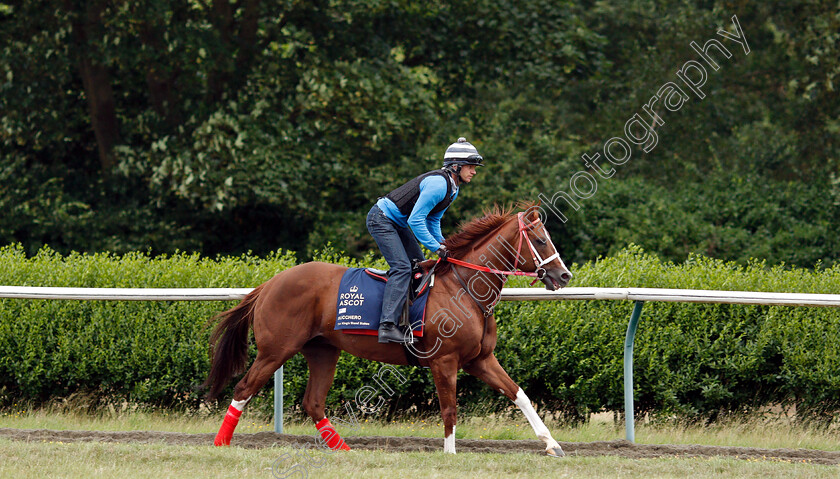 Bucchero-0005 
 American trained BUCCHERO on the gallops in Newmarket ahead of his Royal Ascot challenge
Newmarket 14 Jun 2018 - Pic Steven Cargill / Racingfotos.com