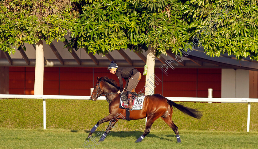 El-Habeeb-0002 
 EL HABEEB training for The Dubai Gold Cup
Meydan, Dubai, 22 Mar 2023 - Pic Steven Cargill / Racingfotos.com