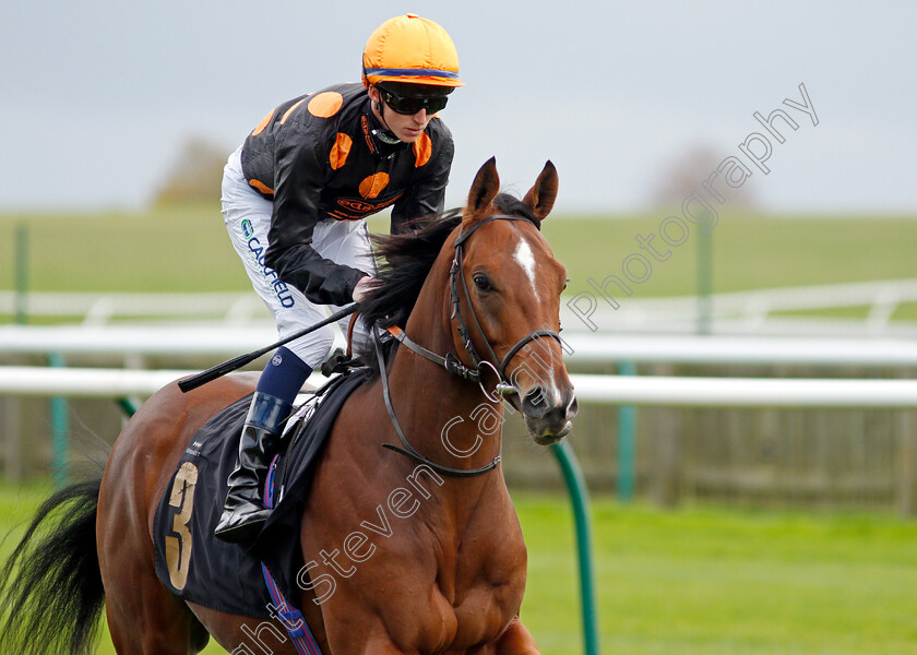 Dizzy-Ed-0001 
 DIZZY ED (Darragh Keenan)
Newmarket 29 Oct 2021 - Pic Steven Cargill / Racingfotos.com