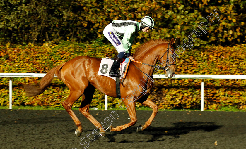 Like-A-Tiger-0006 
 LIKE A TIGER (Daniel Muscutt) winner of The Unibet British Stallion Studs EBF Novice Stakes Div1
Kempton 16 Nov 2022 - Pic Steven Cargill / Racingfotos.com