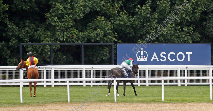 Pyledriver-0018 
 PYLEDRIVER (P J McDonald) with TORQUATOR TASSO after The King George VI & Queen Elizabeth Qipco Stakes
Ascot 23 Jul 2022 - Pic Steven Cargill / Racingfotos.com