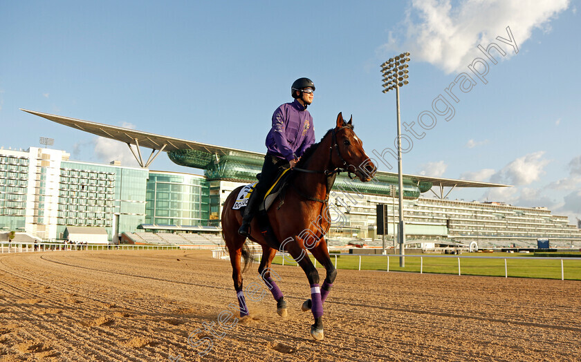 Do-Deuce-0001 
 DO DEUCE training for the Dubai Turf
Meydan, Dubai, 23 Mar 2023 - Pic Steven Cargill / Racingfotos.com