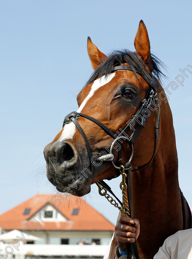 Capulet-0010 
 CAPULET winner of The Boodles Raindance Dee Stakes
Chester 9 May 2024 - Pic Steven Cargill / Racingfotos.com