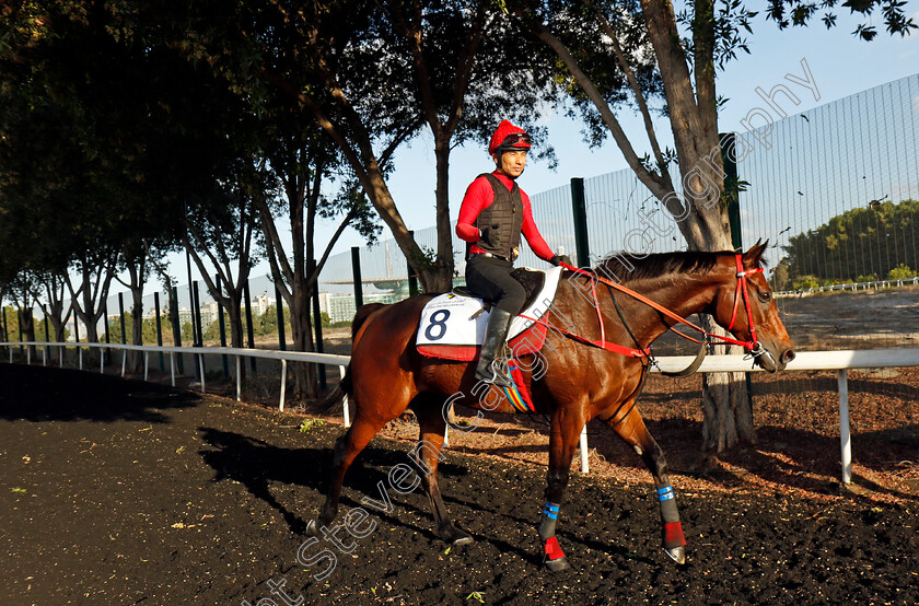 Romantic-Warrior-0013 
 ROMANTIC WARRIOR training at the Dubai Racing Carnival 
Meydan 2 Jan 2025 - Pic Steven Cargill / Racingfotos.com