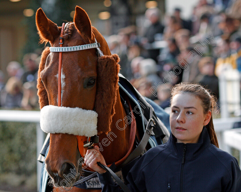 Another-Venture-0005 
 ANOTHER VENTURE Ascot 17 Feb 2018 - Pic Steven Cargill / Racingfotos.com