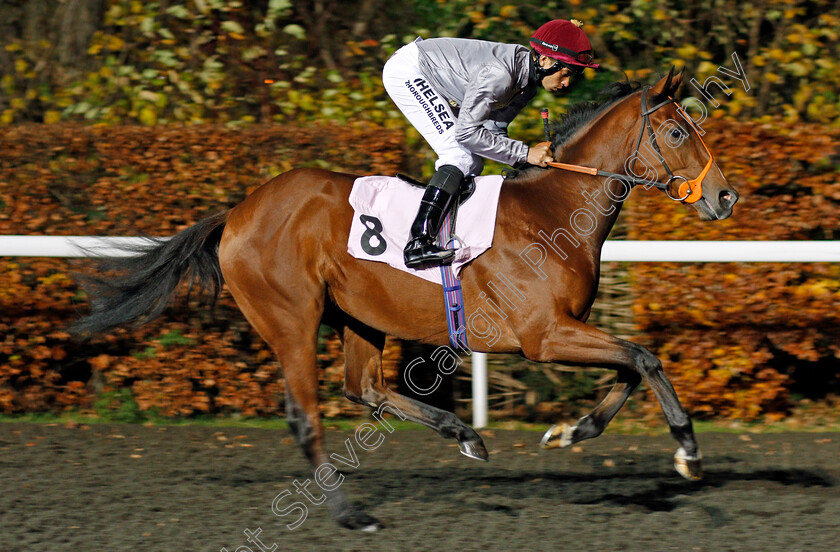 Mushtaq-0002 
 MUSHTAQ (Sean Levey) Kempton 22 Nov 2017 - Pic Steven Cargill / Racingfotos.com