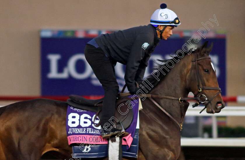 Virgin-Colada-0001 
 VIRGIN COLADA training for the Breeders' Cup Juvenile Fillies Turf
Del Mar USA 30 Oct 2024 - Pic Steven Cargill / Racingfotos.com