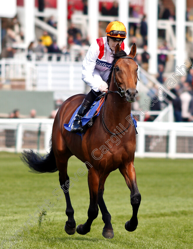 Pondus-0001 
 PONDUS (Daniel Muscutt)
Nottingham 10 Apr 2019 - Pic Steven Cargill / Racingfotos.com