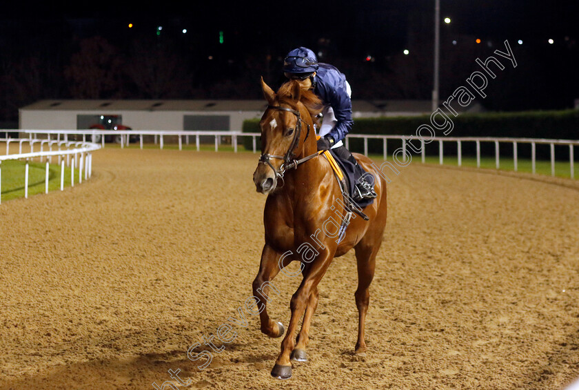 Sedgemoor-0001 
 SEDGEMOOR (Sean Levey)
Wolverhampton 20 Dec 2024 - Pic Steven Cargill / Racingfotos.com