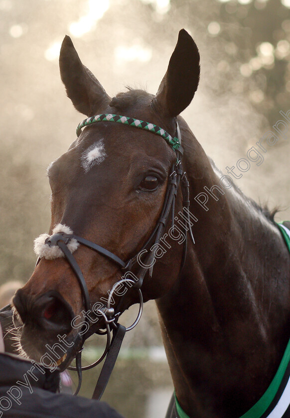 Altior-0009 
 ALTIOR after The Unibet Desert Orchid Chase
Kempton 27 Dec 2018 - Pic Steven Cargill / Racingfotos.com