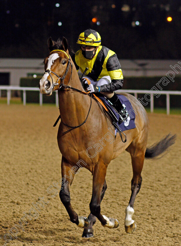 He s-A-Dream-0001 
 HE'S A DREAM (Kieran O'Neill)
Wolverhampton 18 Jan 2021 - Pic Steven Cargill / Racingfotos.com