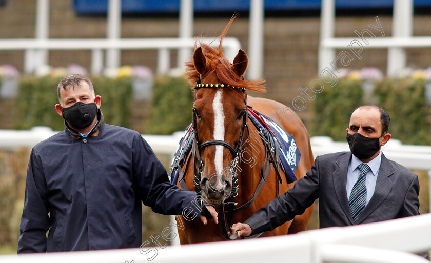 Stradivarius-0003 
 STRADIVARIUS before winning The Longines Sagaro Stakes
Ascot 28 Apr 2021 - Pic Steven Cargill / Racingfotos.com