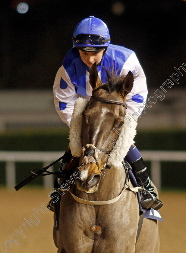 Mr-Frankie-0001 
 MR FRANKIE (Siobhan Rutledge)
Wolverhampton 19 Dec 2019 - Pic Steven Cargill / Racingfotos.com