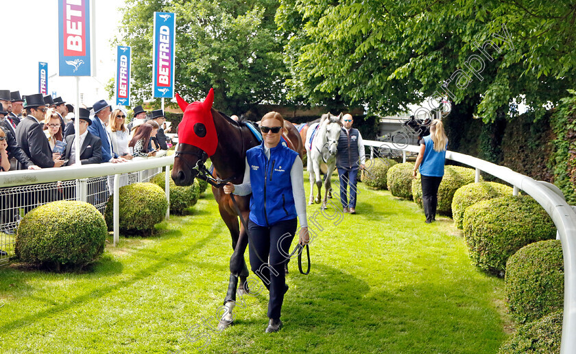 Military-Order-7554 
 MILITARY ORDER
Epsom 3 Jun 2023 - Pic Steven Cargill / Racingfotos.com