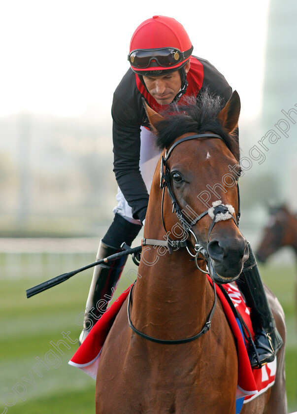 The-Grape-Escape-0001 
 THE GRAPE ESCAPE (Pat Dobbs) Meydan 10 Mar 2018 - Pic Steven Cargill / Racingfotos.com