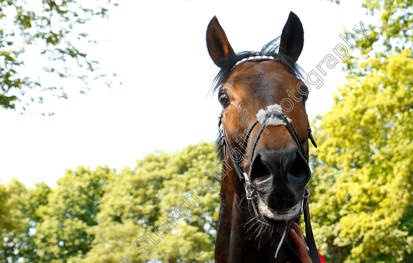 Battaash-0012 
 BATTAASH after The Armstrong Aggregates Temple Stakes
Haydock 26 May 2018 - Pic Steven Cargill / Racingfotos.com