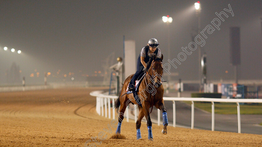 West-Coast-0005 
 WEST COAST exercising in preparation for the Dubai World Cup Meydan 29 Mar 2018 - Pic Steven Cargill / Racingfotos.com