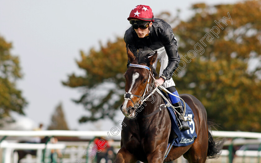 Elderflower-0002 
 ELDERFLOWER (David Egan)
Newmarket 7 Oct 2023 - Pic Steven Cargill / Racingfotos.com