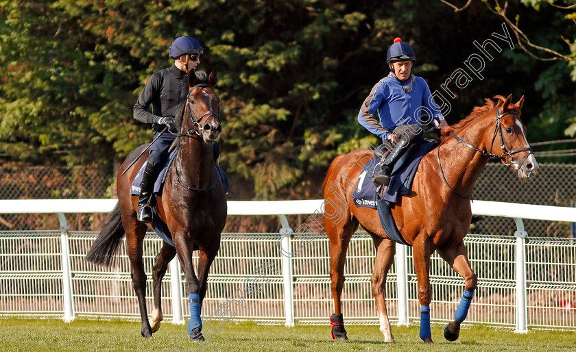 Young-Rascal-0012 
 YOUNG RASCAL (left, James Doyle) with ORIGINAL CHOICE (right) after exercising at Epsom Racecourse in preparation for The Investec Derby, 22 May 2018 - Pic Steven Cargill / Racingfotos.com