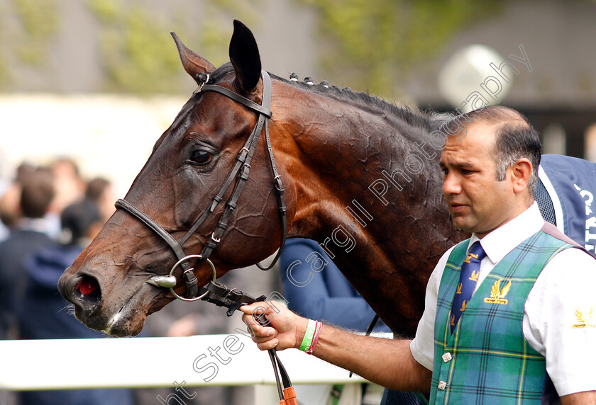 Dee-Ex-Bee-0013 
 DEE EX BEE after The Longines Sagaro Stakes
Ascot 1 May 2019 - Pic Steven Cargill / Racingfotos.com