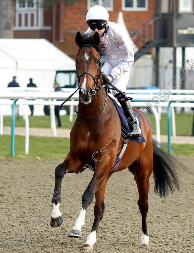 Remonstrate-0001 
 REMONSTRATE (Robert Havlin)
Lingfield 7 Mar 2024 - Pic Steven Cargill / Racingfotos.com