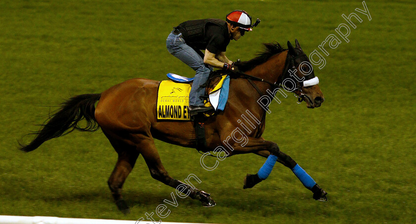 Almond-Eye-0006 
 ALMOND EYE training for the Dubai Turf
Meydan 27 Mar 2019 - Pic Steven Cargill / Racingfotos.com