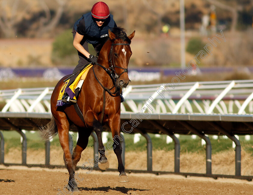 City-Of-Troy-0008 
 CITY OF TROY (Rachel Richardson) training for the Breeders' Cup Classic
Del Mar USA 31 Oct 2024 - Pic Steven Cargill / Racingfotos.com