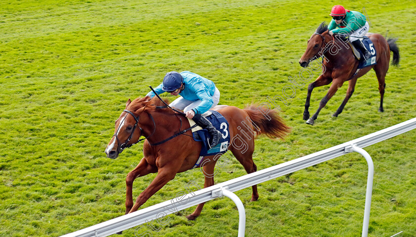 Hackman-0002 
 HACKMAN (James Doyle) wins The British EBF Ruby Anniversary Maiden Stakes
Chester 11 May 2023 - Pic Steven Cargill / Racingfotos.com