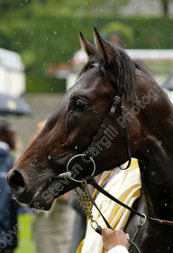 Arizona-0008 
 ARIZONA after The Coventry Stakes
Royal Ascot 18 Jun 2019 - Pic Steven Cargill / Racingfotos.com