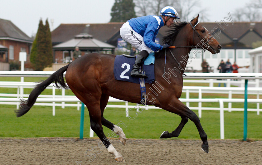 Dawaam-0002 
 DAWAAM (Jim Crowley) before winning The Ladbrokes Bet £5 Get £20 EBF Novice Stakes
Lingfield 20 Nov 2018 - Pic Steven Cargill / Racingfotos.com