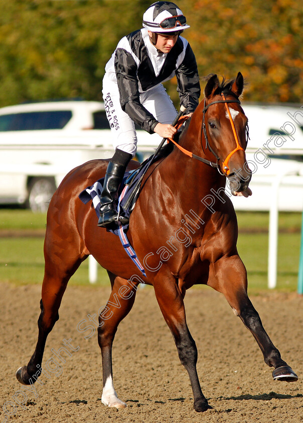 Tango-Fire-0001 
 TANGO FIRE (Tom Marquand) Lingfield 5 Oct 2017 - Pic Steven Cargill / Racingfotos.com